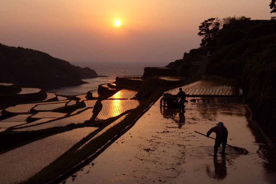 rizières saga coucher du soleil