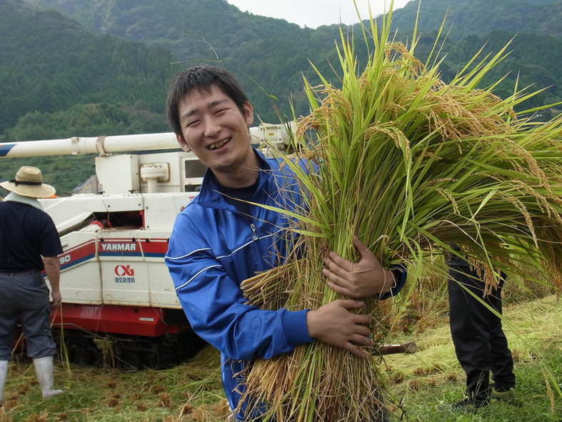 producteur maison mitsutake avec tiges de riz