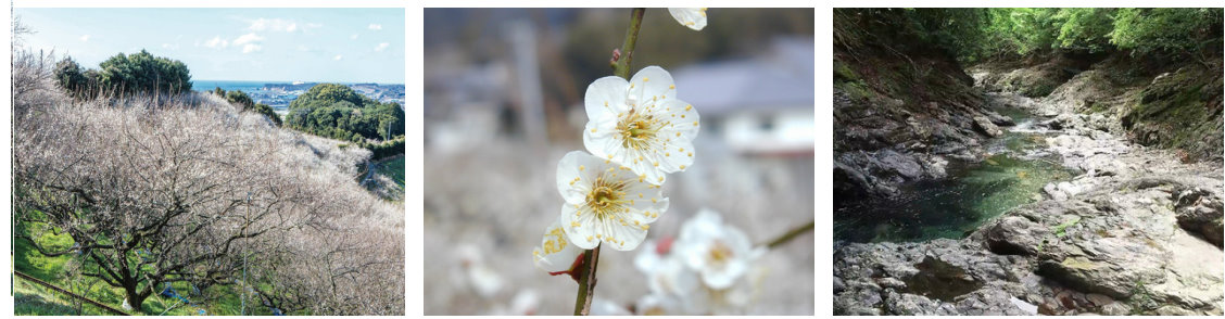 des pruniers en fleurs et la nature
