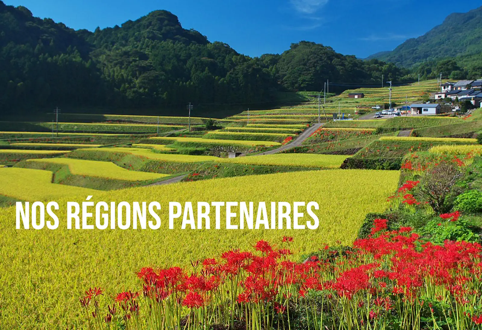 rice field and flowers written by our partner regions