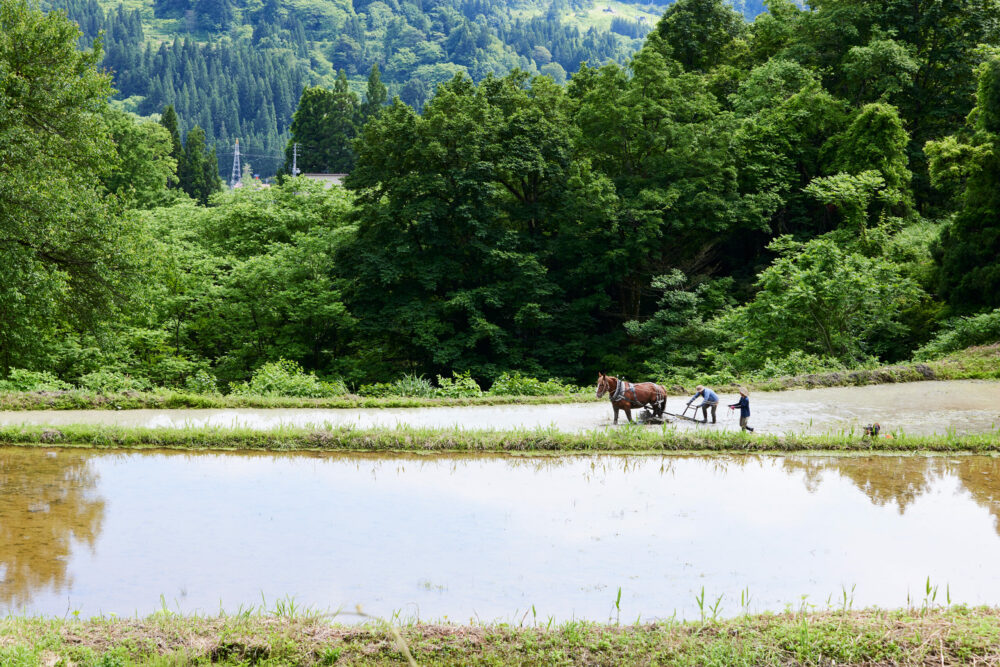un cheval et deux hommes sur une rizière