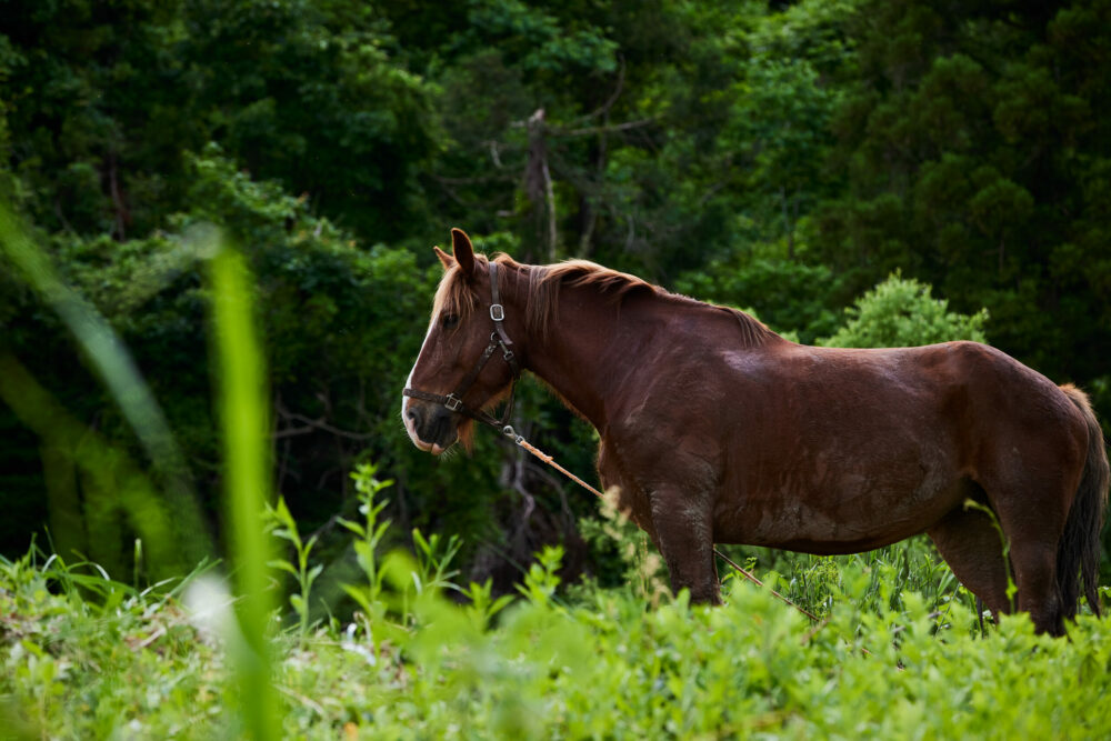 un cheval marron dans la nature attaché