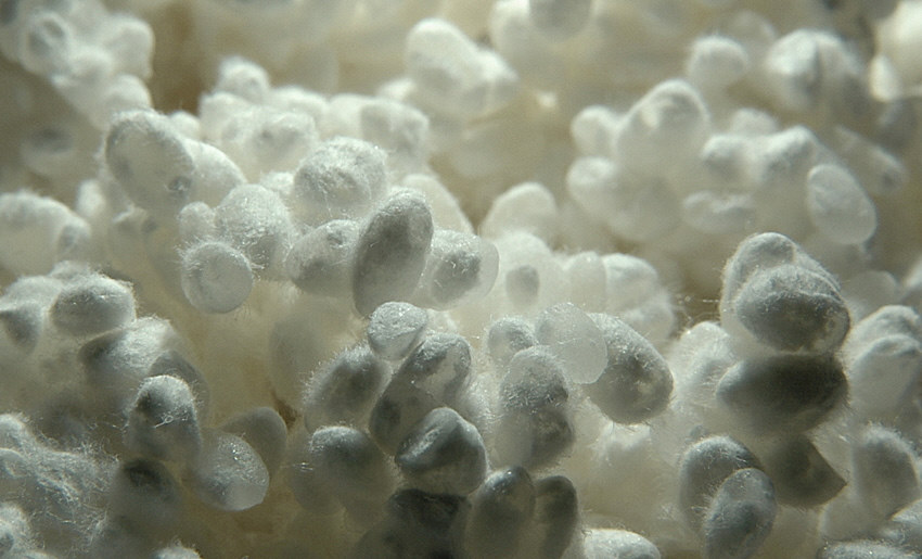 des riz couverts de levure