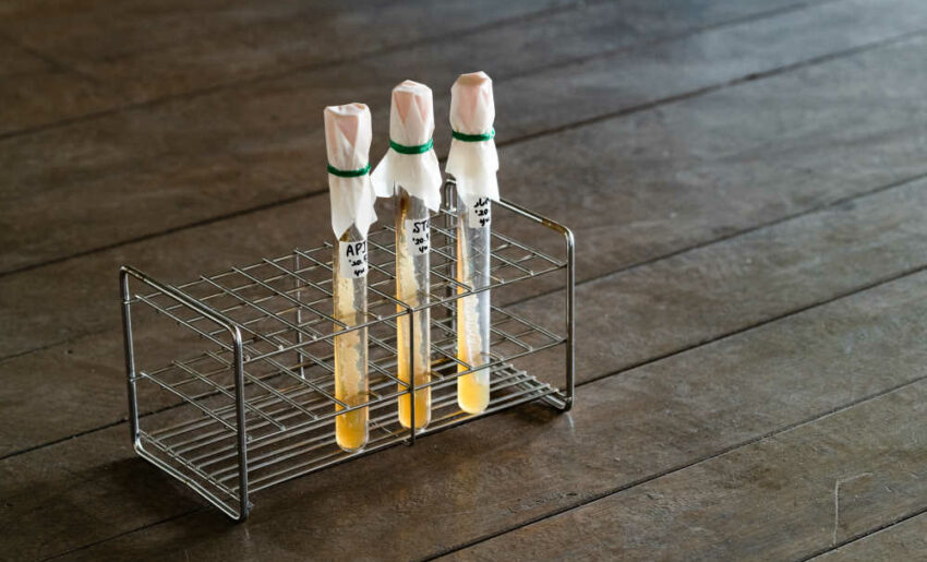 des pipettes avec un liquide jaunâtre