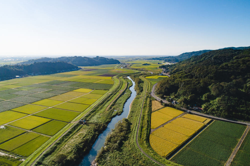 des champs de rizière de Saga