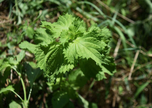 Feuilles de shiso vertes