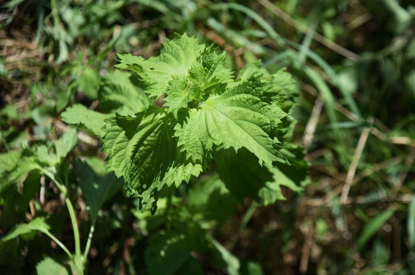 Feuilles de shiso vertes